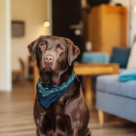 Harzglanz Fewo's Harzbock Appartement