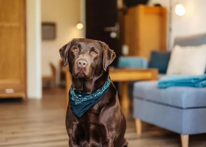 Harzglanz Fewo's Harzbock 公寓